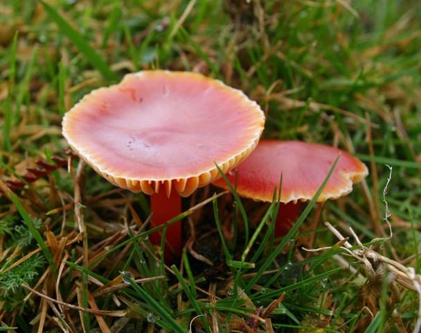 Scarlet Waxcap